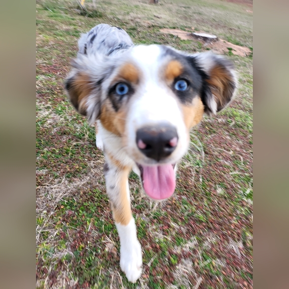 Meet your Posher, Ruger's Boutique 🐕🌿 - Picture 8 of 9